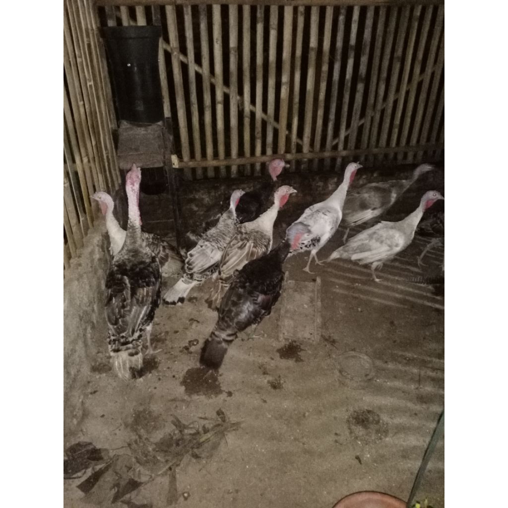 Ayam Kalkun | Kalkun | Ayam Kuluk | Ayam Hias | Usia 5 Bulan | Ayam Karkas | Ayam Potong | Ayam Dagi