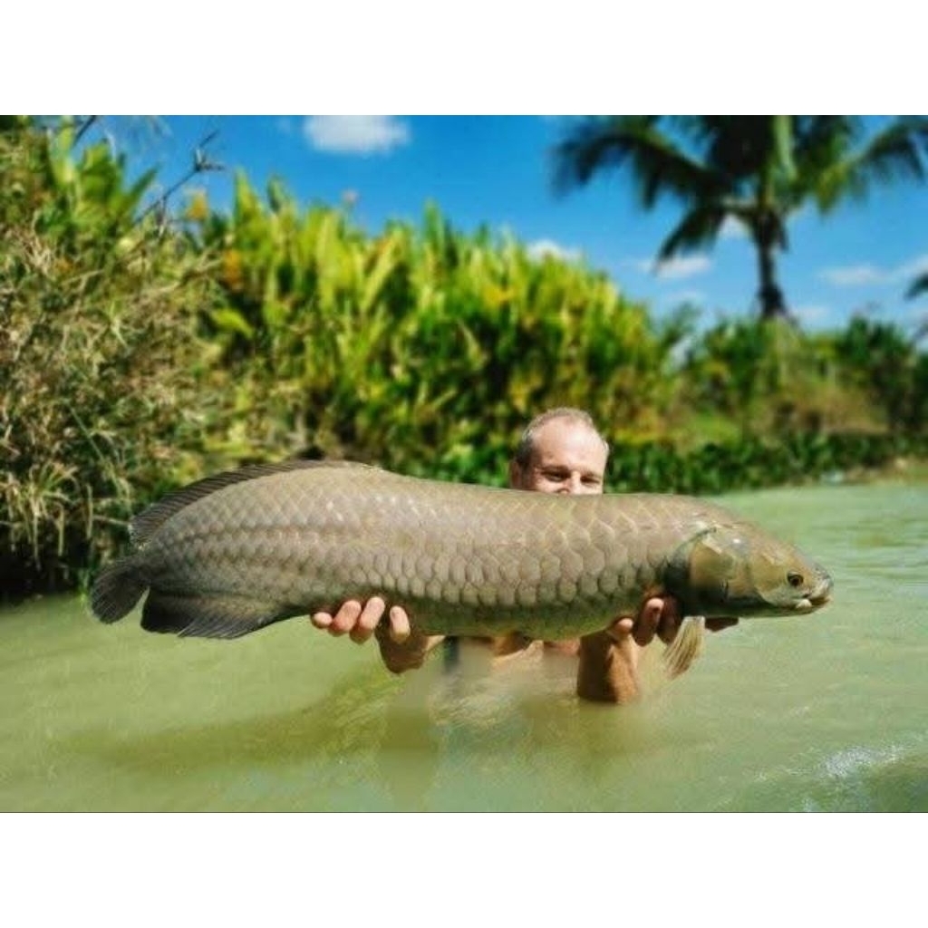 Free packing kardus dan bubble wrap Arowana Nile From African