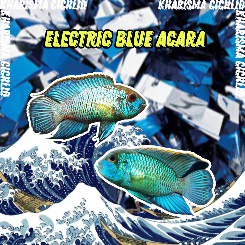 Electric Blue Acara Cichlid Amerika Murah