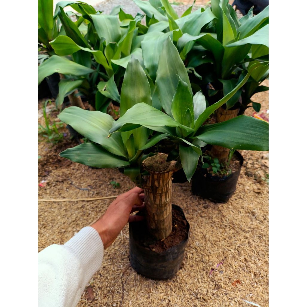 Brazilian Wood Bonsai Hanjuang - Tanaman Hias Hanjuang Hijau - Bibit Bonsai Hanjuang Brazilian Wood