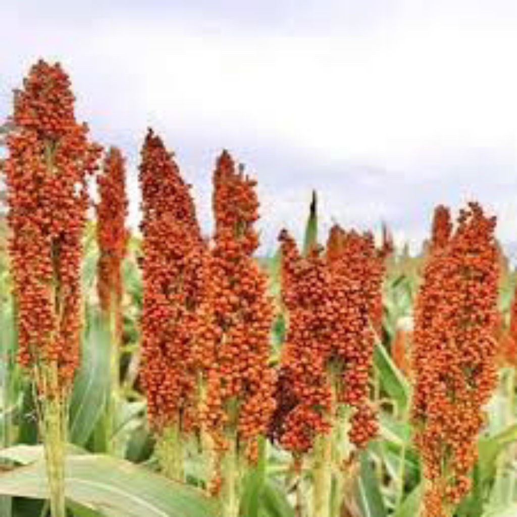 BENIH/BIJI SORGUM MERAH / SHORGUM RED (ISI 200 BUTIR)