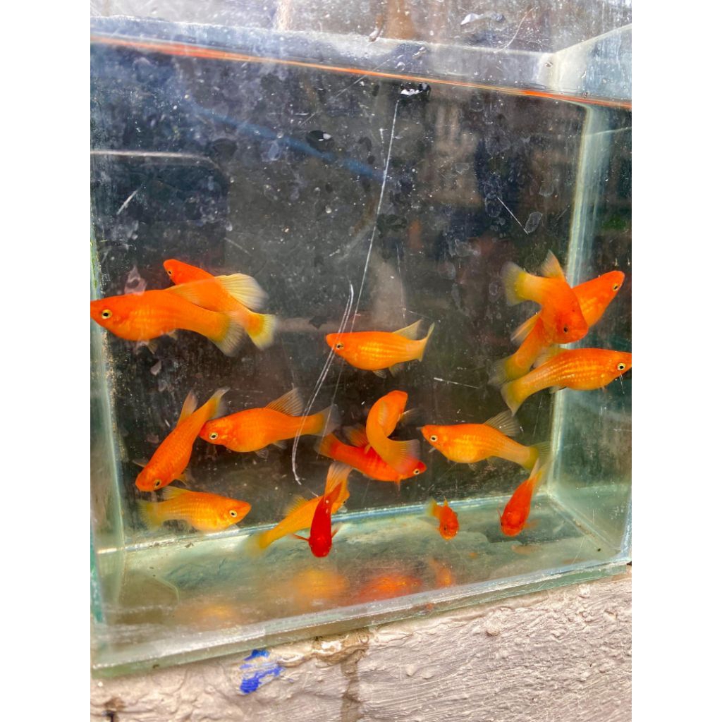 platy sunrise oren mantulll