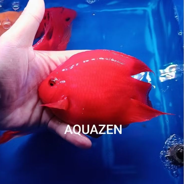 Hiasan Aquarium King Kong Parrot Yunbao / KKP Yunbao Tank Mate Arwana Tank Mate Predator