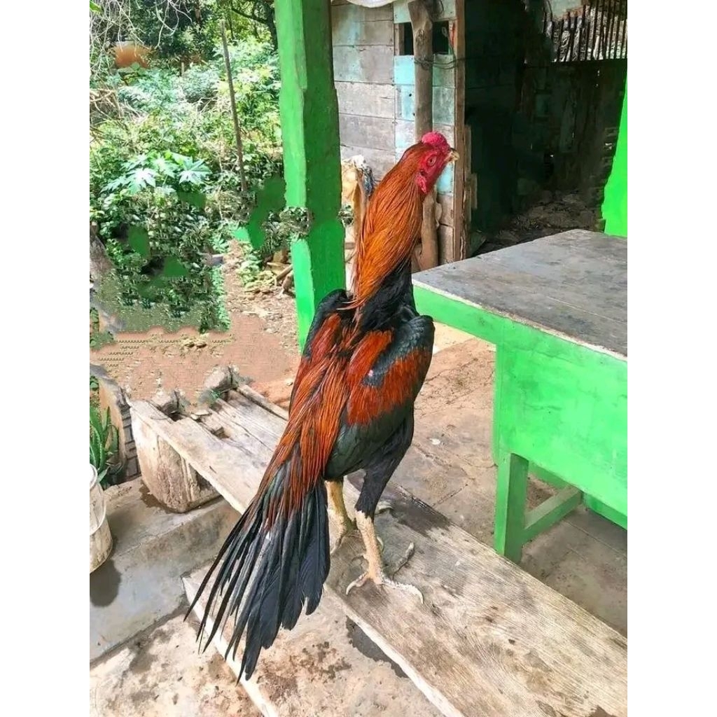 Telur ayam Bangkok aduan kualitas super fertil bisa di tetaskan