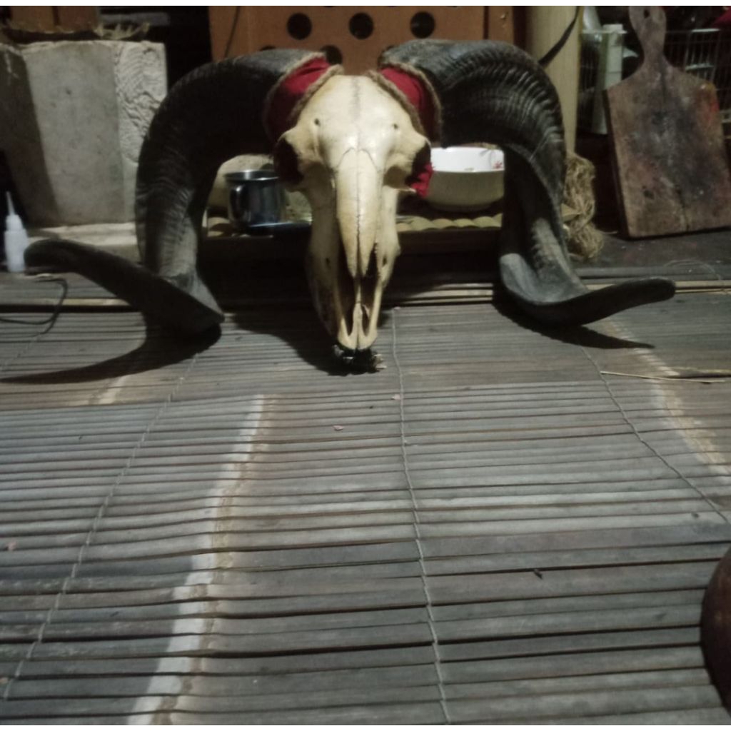 hiasan dinding tengkorak domba asli