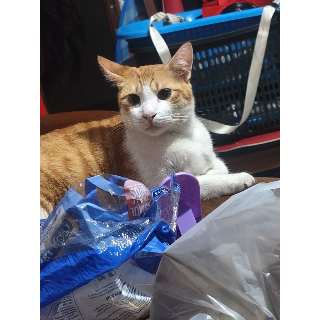 KEVIN