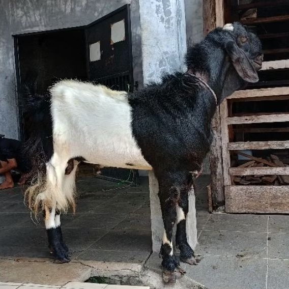 [JANTAN HIDUP GOSEND INSTAN] Kambing Aqiqah / Domba Aqiqah / Kambing Jantan Hidup / Domba Jantan Hid
