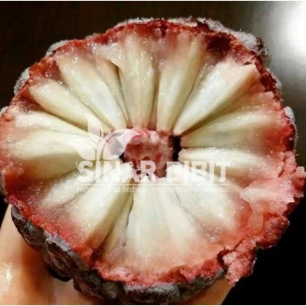 bibit srikaya merah super manis