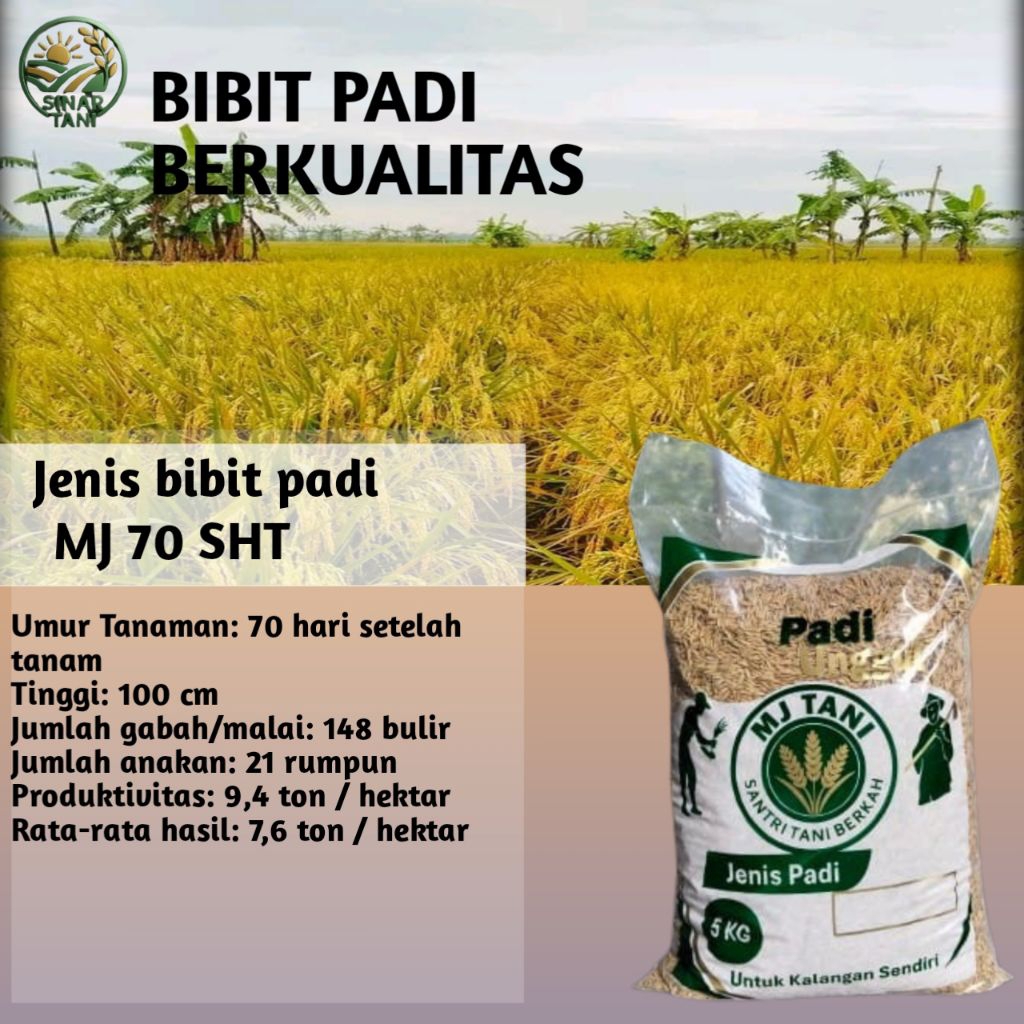 Benih Padi MJ 70 (M70D)  kualitas premium kemasan original – Panen 70 Hari, Hasil Tinggi & Nasi Pule