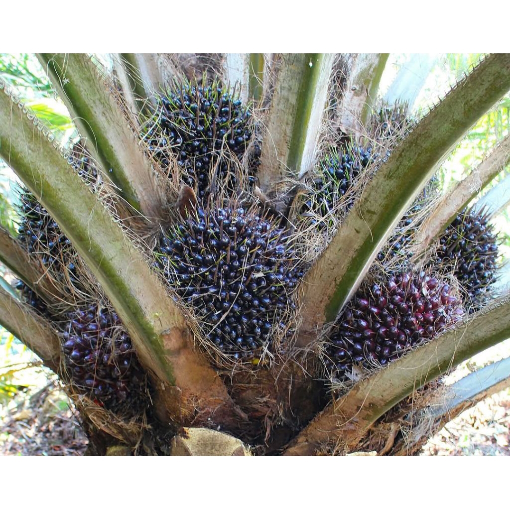 Benih Sawit TOPAZ ASIAN AGRI ORIGINAL BERSERTIFIKAT