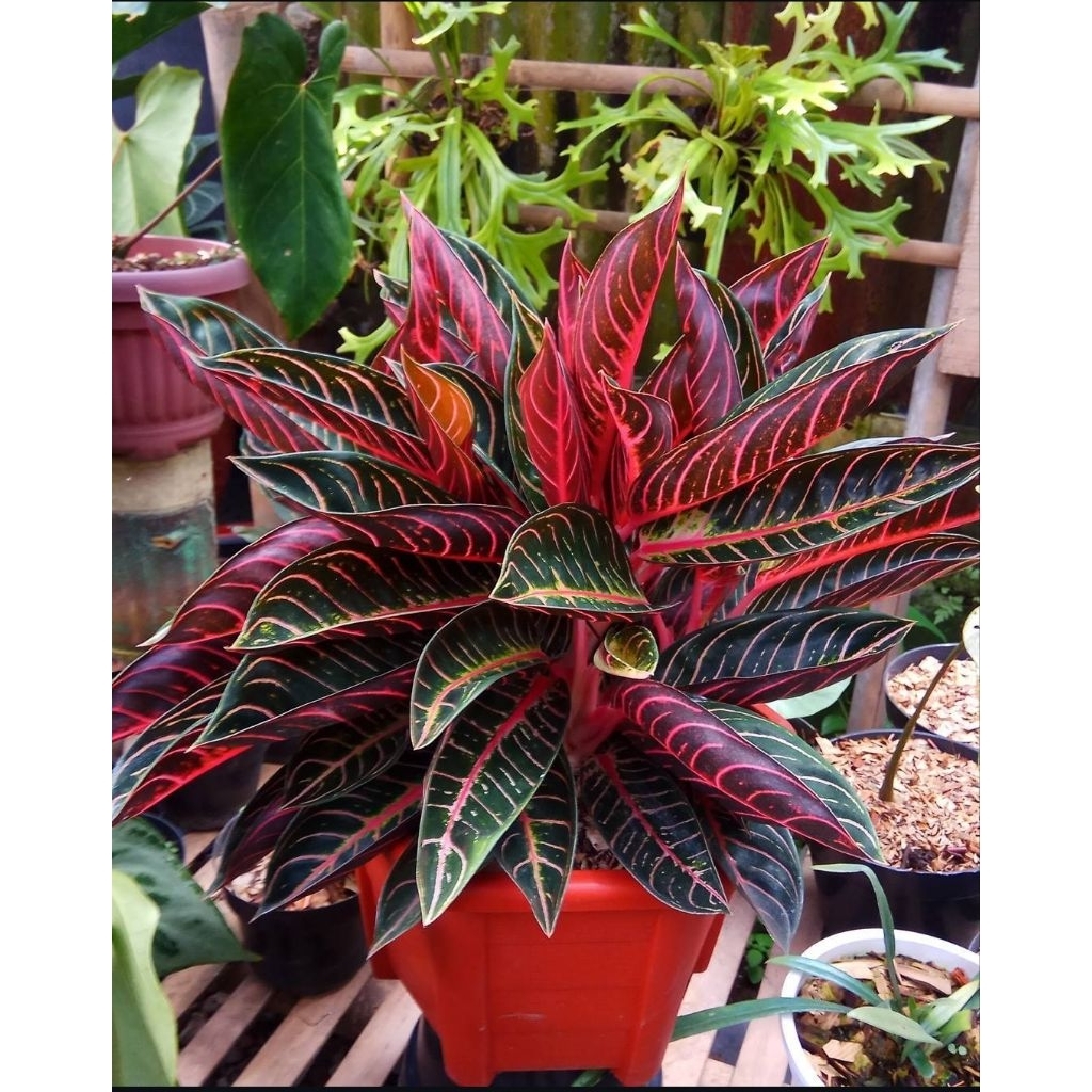 Aglonema Pride of Sumatra Asli | Tanaman Hias Unik Koleksi Langka