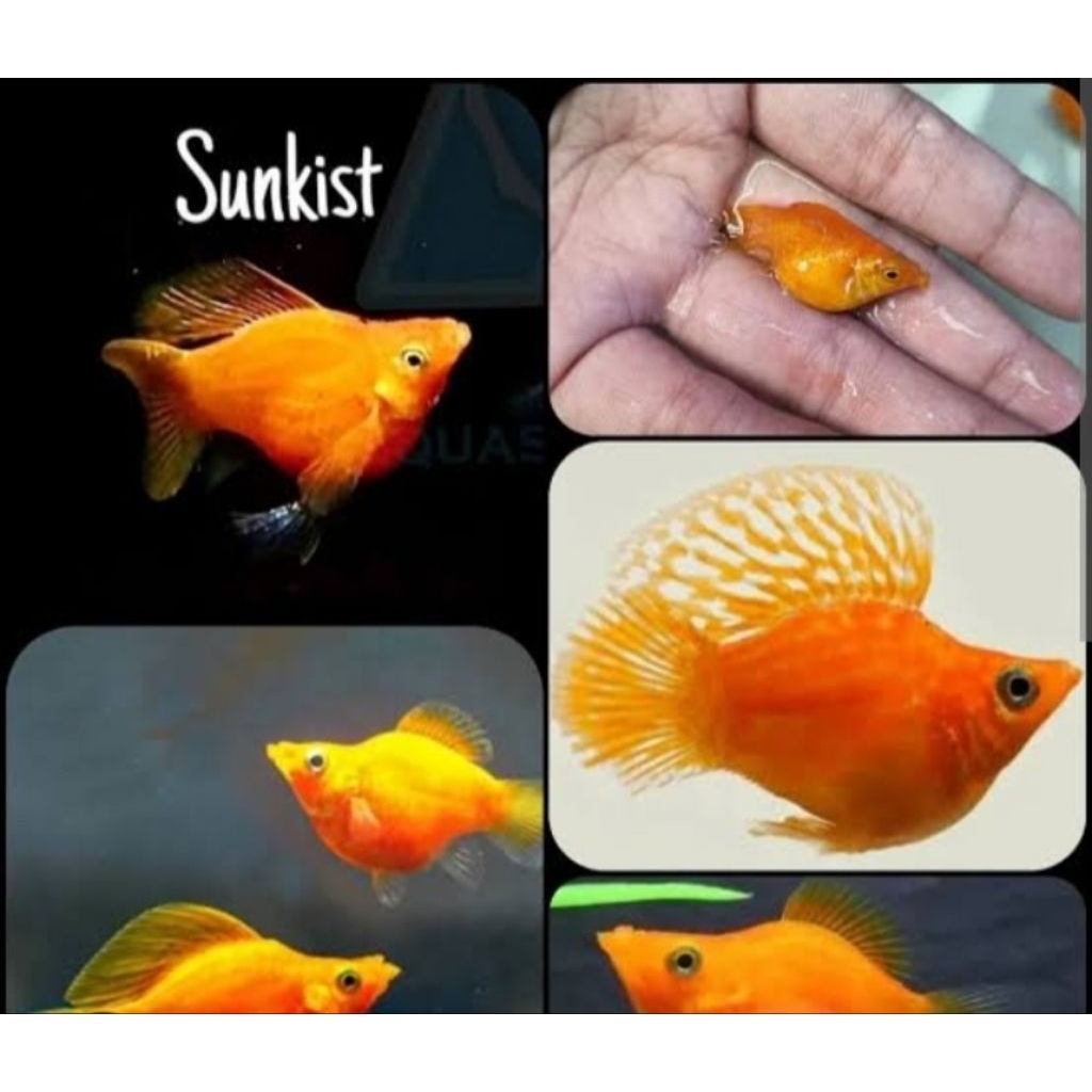 Ikan Hias Molly Sunkist Hiasan Aquarium |Ikan Hias Bozz Louhan|