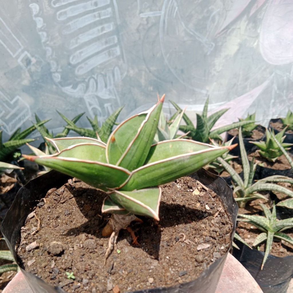 SANSEVIERA SAMURAI DRAFT