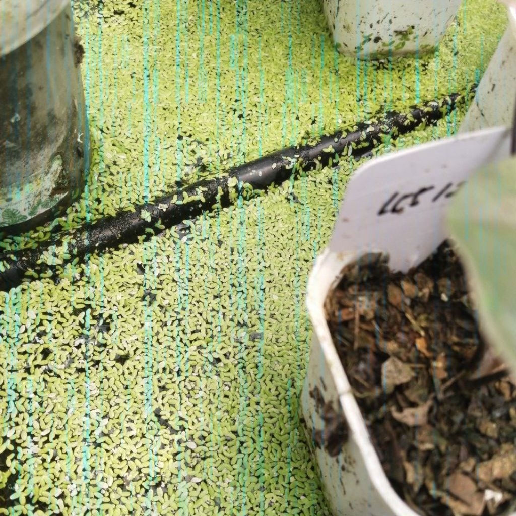 media tanam siap pakai 5kg