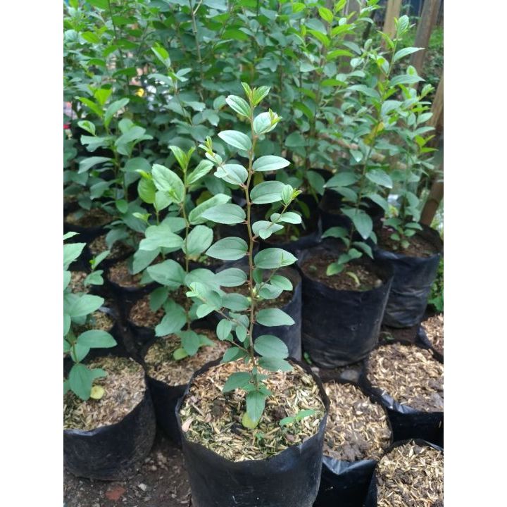 Bibit Tanaman Daun Bidara Arab Asli