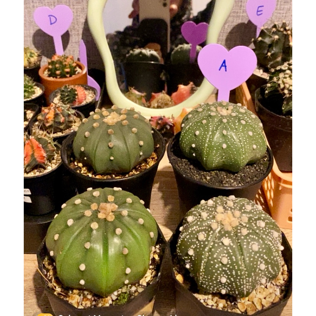 Biji Benih Astro Thailand Kaktus Astrophytum