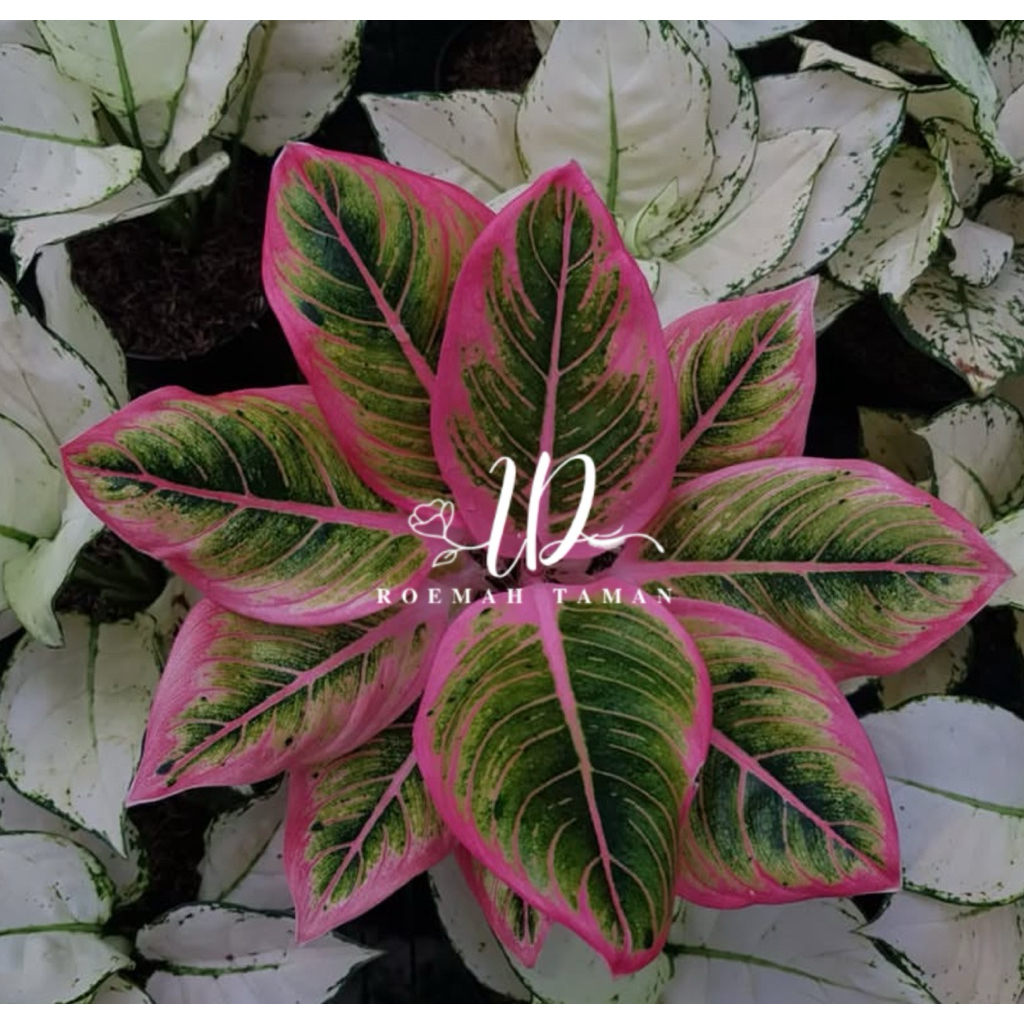 Aglonema lotus delight baby