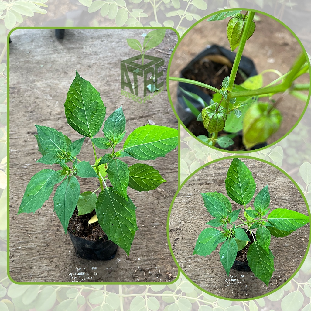 Bibit Tanaman Pohon Cecenet Ciplukan Cecendet Tanaman Buah cecenet cecendet ciplukan