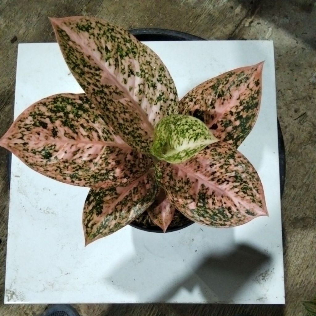 aglaonema stardust orange