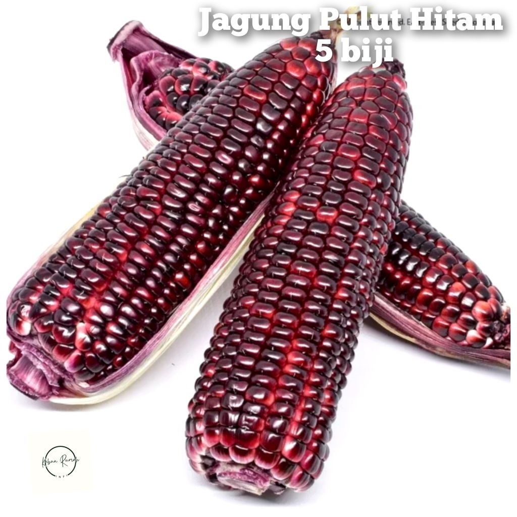 Benih Jagung Pulut Hitam