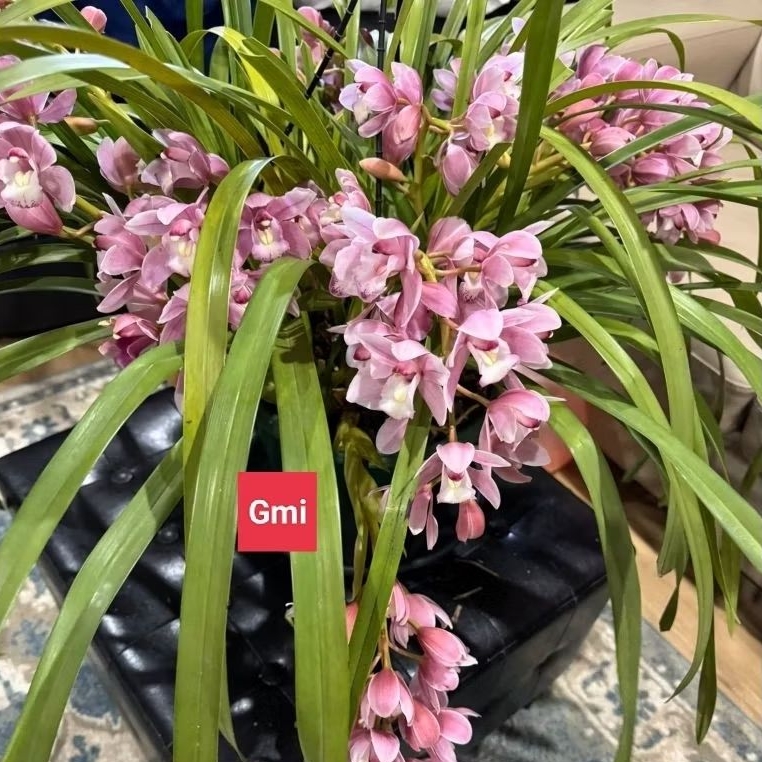 Anggrek Tanah Cymbidium wangi ( Century Rosei )