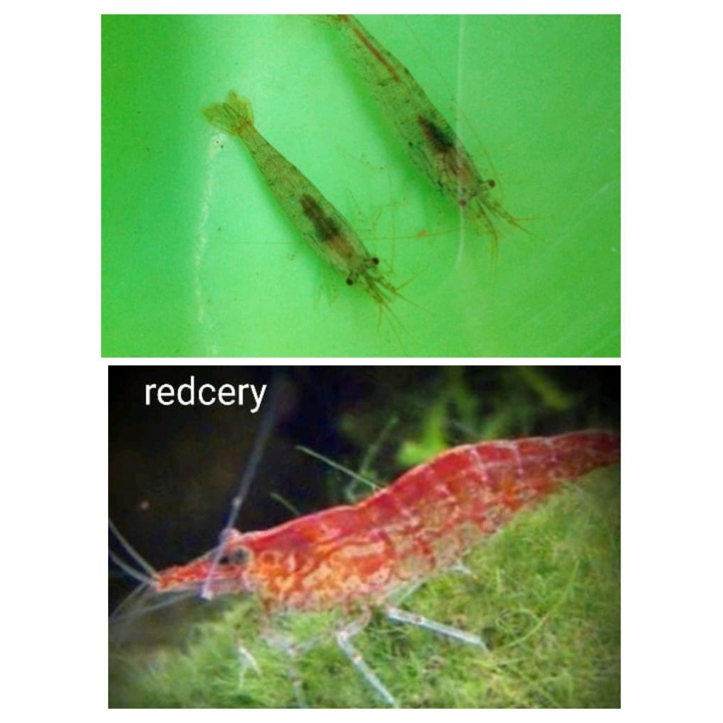 hiasan aquarium udang hias rcs ,Amano, isi 100e