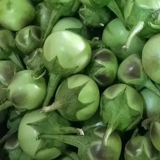 BENIH/BIJI TERONG APEL LALAP (200 butir)