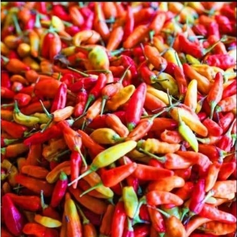 Cabai Cabe Rawit 1kg 1 kg Merah Fresh Baru Petik