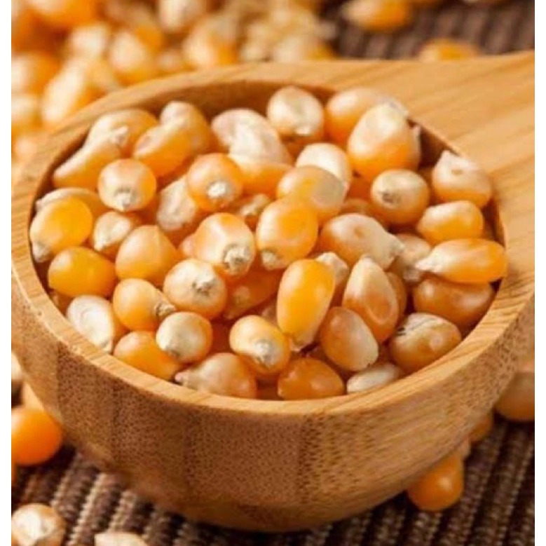 Biji jagung popcorn model mushroom biji popcorn non GMO