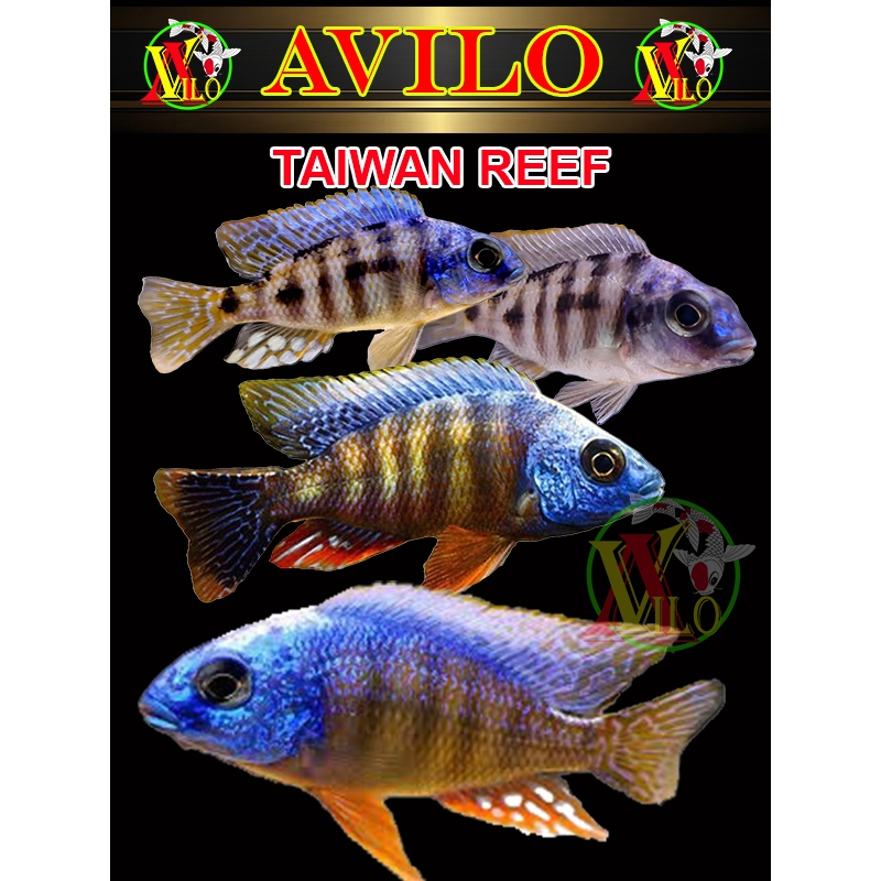 ojek ikan hias taiwan reef afrika siklid siklit ciclid size kecil ( belum ada warna )