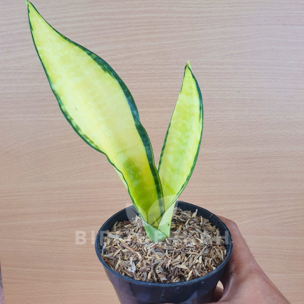Sansevieria Golden Asahi Solid Gold - Tanaman Hias Sansivera Lidah Mertua