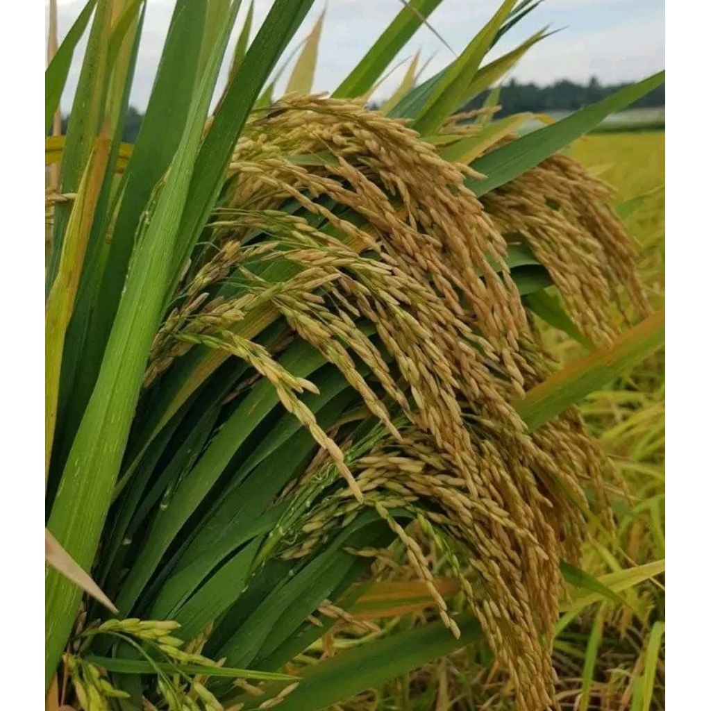 benih padi unggul inpago kemasan5kg