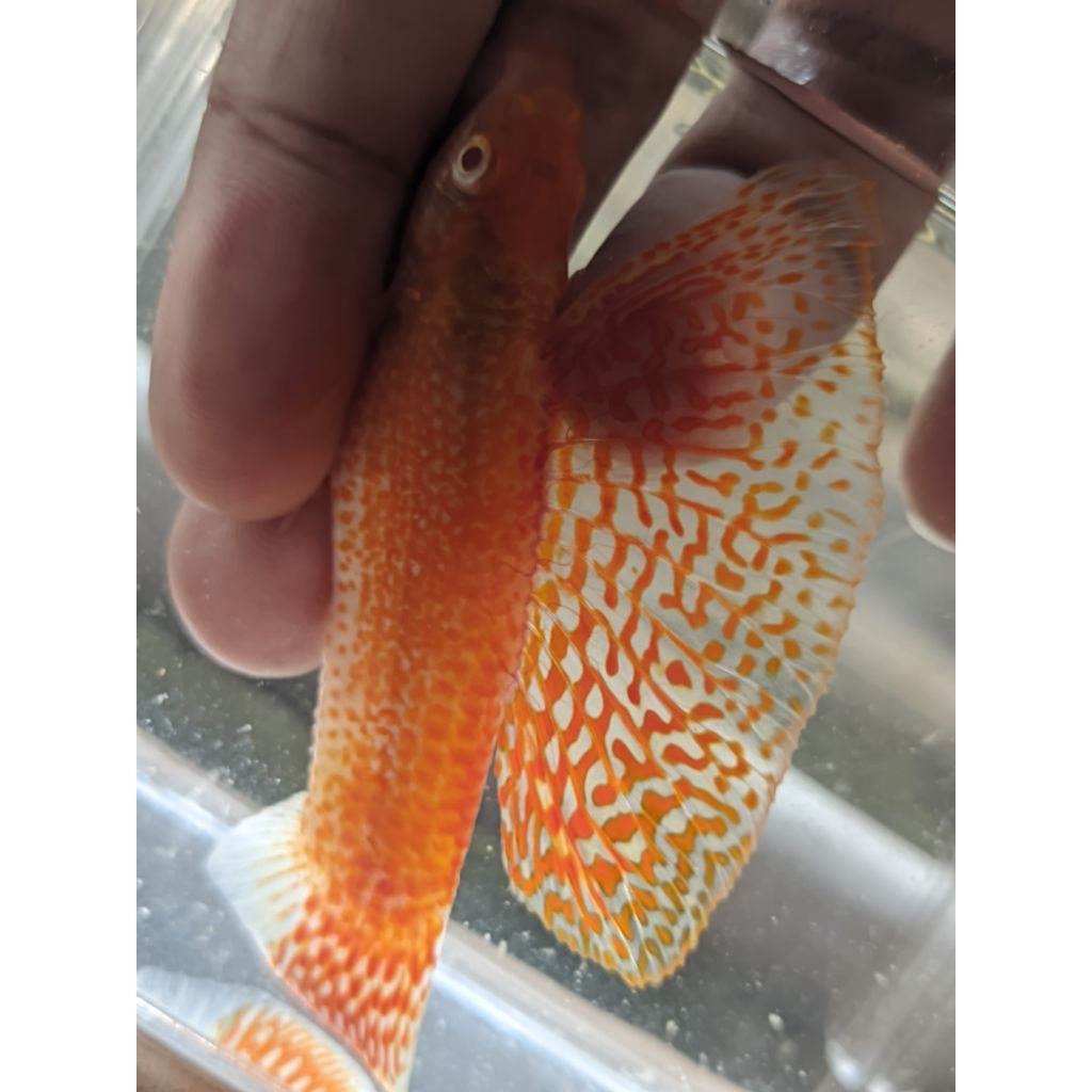 albino velvera sailfine molly aksesoris aquarium