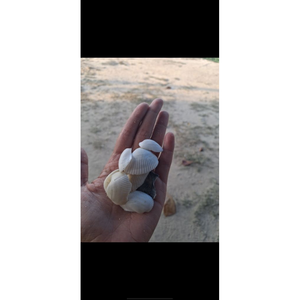 kerang laut/Kerajinan Laut/cangkang kerang/Bahan kerajinan