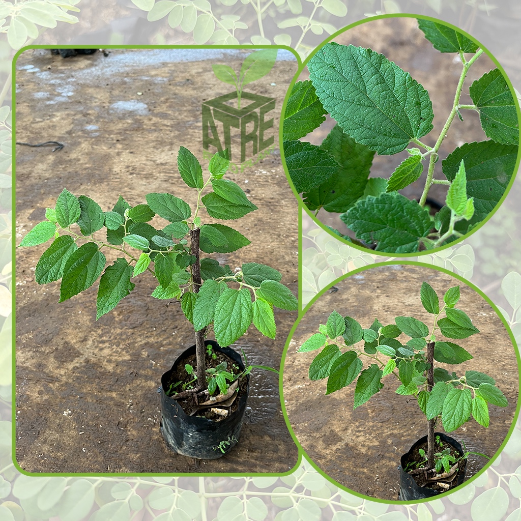 Bibit Tanaman Pohon Cherry kersen Tanaman seri kersen