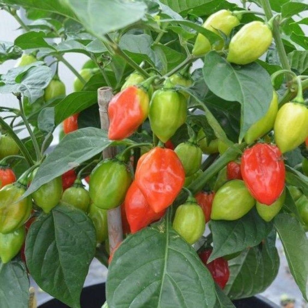 Pohon cabe Gendot super / Tanaman cabe gendot rimbun