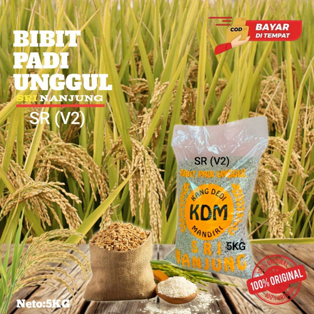 BENIH BIBIT PADI UNGGUL SR V2 ORIGINAL KEMASAN 5KG GENJAH