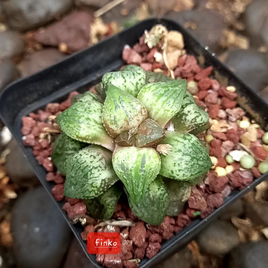 haworthia picta racoon