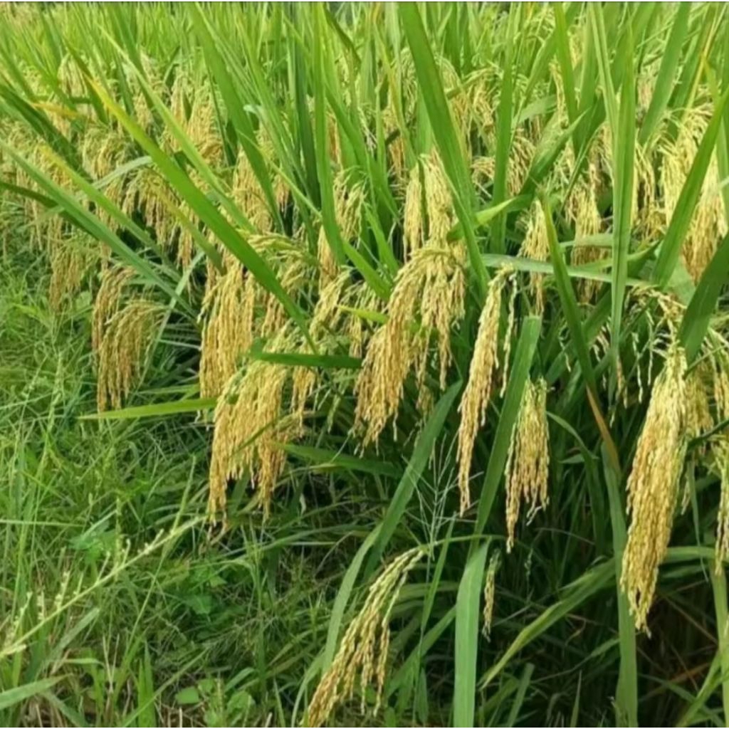 benih padi rojolele kemasan 5kg kualitas unggul tahan rebah
