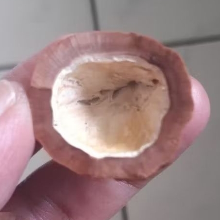 Kemiri Adu Muncang Adu Obral Mayit Asmat Ori Full Tua