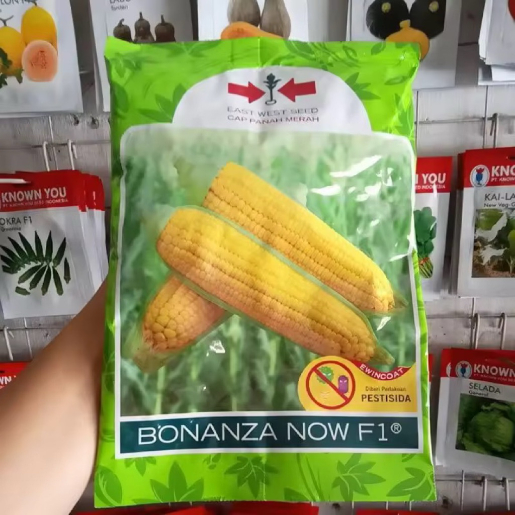 JAGUNG BONANZA NOW F1 cap panah merah, jagung manis bonanza, jagung manis