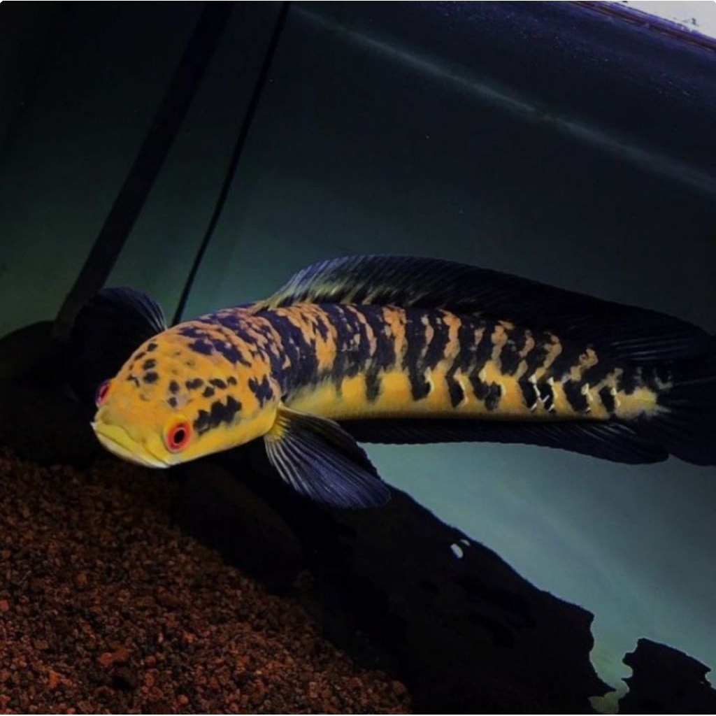 Maru Ys Batik / Yellow Sentarum Terlaris
