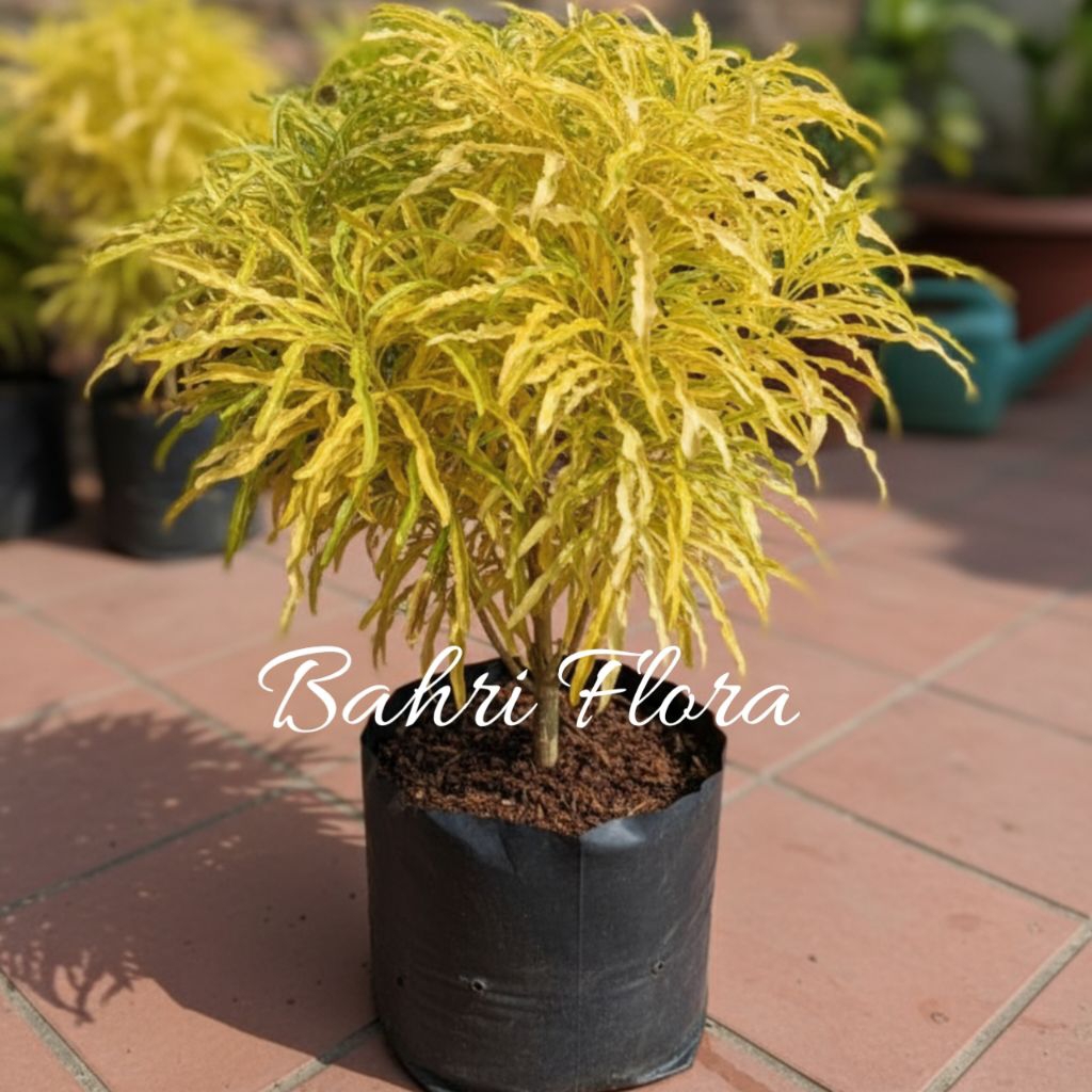 Tanaman Hias Brokoli Kuning, Tanaman Brokoli Kuning, Pohon Brokoli Kuning