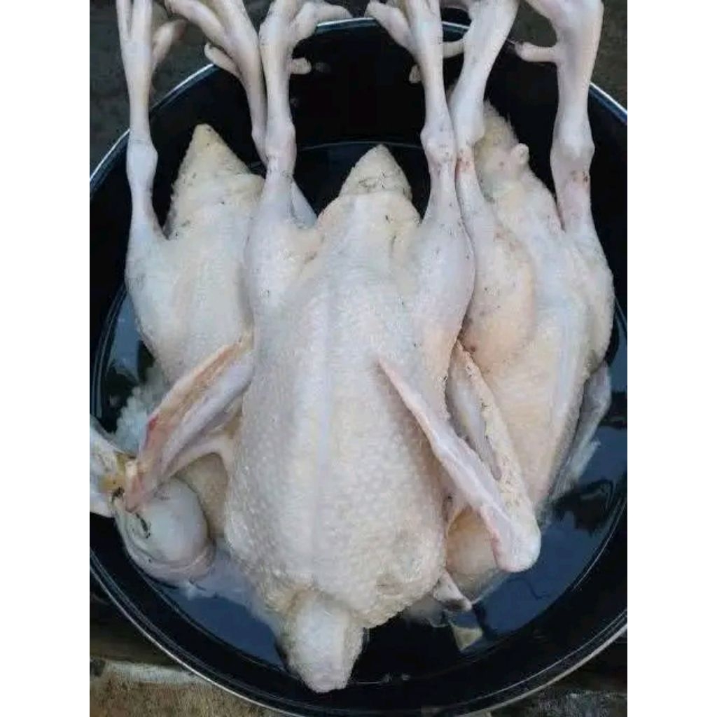 DAGING.ENTOG.DADAKAN.BARU.DIPOTONG.HARGA.DAGING.UTUH