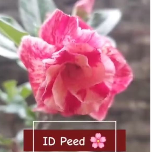 tanaman adenium bunga tumpuk bonggol besar