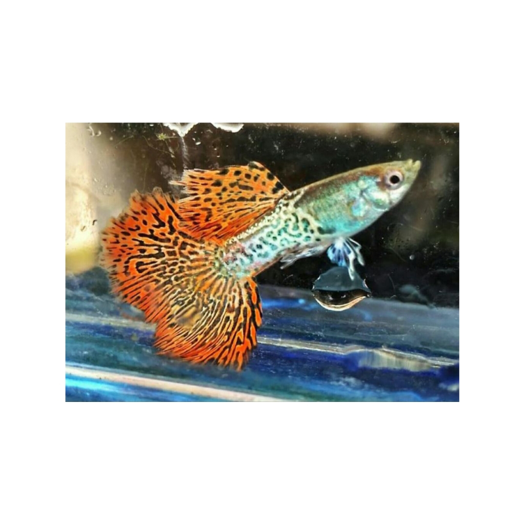 hiasan aquarium sepasang guppy red lace siap breed