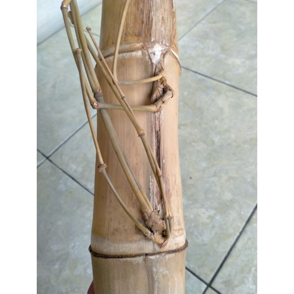 BAMBU UNIK PETUK JALU PLUS JALU PUNCAK BATANG UTAMA (53 CM) APUS ISTIMEWA BOS