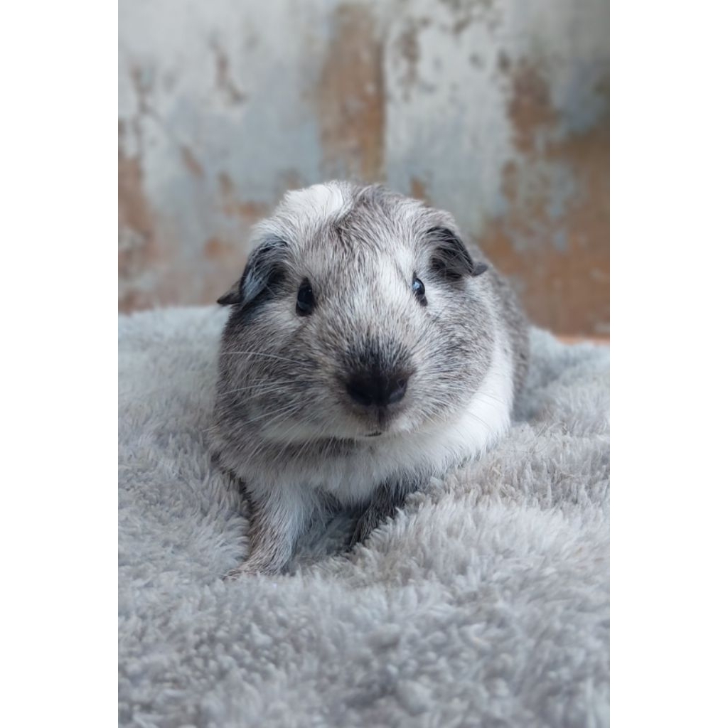 Marmut Guinea Pig American California Broken Silver