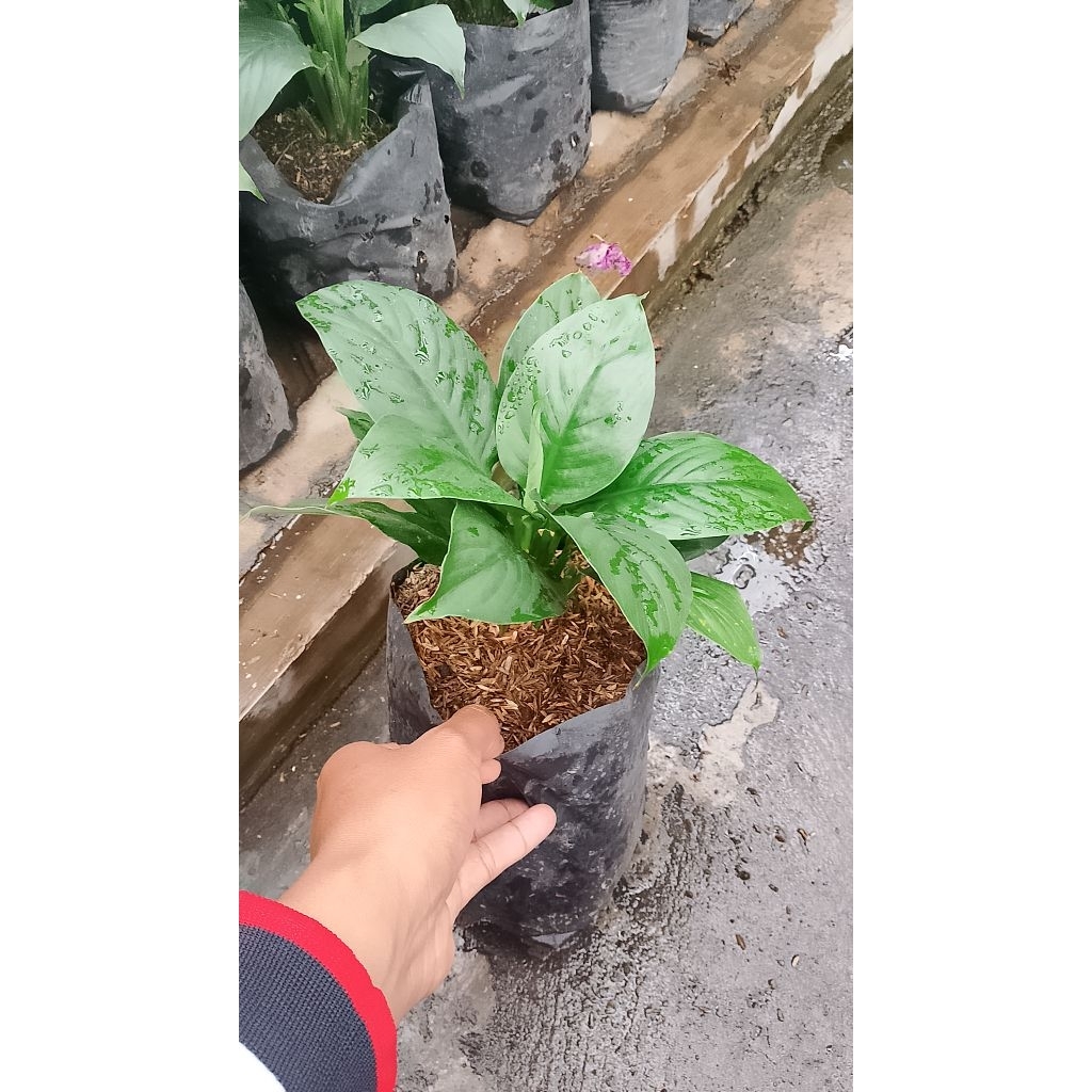 tanaman sepatu filum bangkok / peace lily