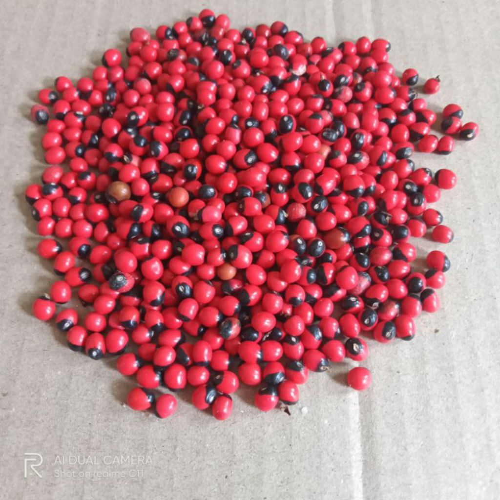 Biji Benih Saga Rambat 50 Butir Tanaman Obat Herbal Tradisional Daun Pohon Saga Merah Bintik Hitam